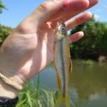 カワムツ釣り完全ガイド：ルアーで釣れる秘訣と動かし方のコツ