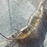 高騰する世相にも負けない、エサ釣りの楽しみ方とは？