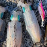 初めてのマルイカ釣り:道具選びから釣り方までの完全ガイド