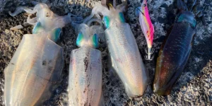 初めてのマルイカ釣り:道具選びから釣り方までの完全ガイド