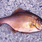 「愛知の堤防でウミタナゴとメバルを狙う!サビキ釣りとウキ釣りの魅力」