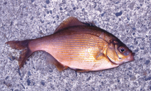 「愛知の堤防でウミタナゴとメバルを狙う!サビキ釣りとウキ釣りの魅力」
