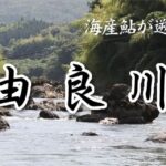 アユ釣りの黄金時代:由良川の過去20年で最高の天然遡上