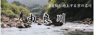アユ釣りの黄金時代:由良川の過去20年で最高の天然遡上