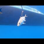 初心者でも簡単に大物が釣れる!?泳がせ釣りの楽しさとコツとは?