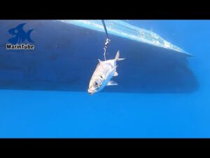 初心者でも簡単に大物が釣れる!?泳がせ釣りの楽しさとコツとは？