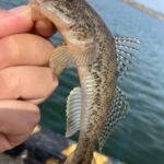 ハゼ釣りに必須のタックル!チョイ投げ釣り用の竿とリールを紹介