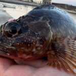 初心者歓迎!横須賀市の釣船「みのすけ丸」でカサゴ釣りに挑戦