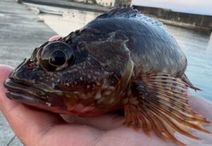初心者歓迎!横須賀市の釣船「みのすけ丸」でカサゴ釣りに挑戦