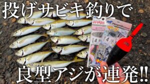 愛知・師崎港のサビキ釣りでアジが大漁!2時間で釣り上げた50匹の秘訣