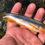 贅沢なひととき:近場川釣りでカワムツを狙う
