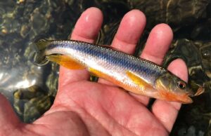贅沢なひととき:近場川釣りでカワムツを狙う