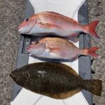 マダイ狙いのひとつテンヤ釣り入門:初心者必見の完全ガイド