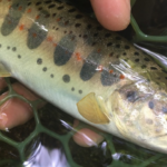 未来に残したい加茂川の清流：アマゴ釣りと共に生きる人々の物語