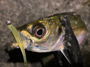 「アジング釣りに必須!ピンテールの微振動がバイトを誘う『ピラピラピラリン』の魅力とは?」