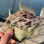 堤防から狙う!カワハギ釣りの釣果を倍増させる3つの秘訣