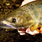 34センチのヤマメが釣れる！宮城・江合川の釣りポイントガイド