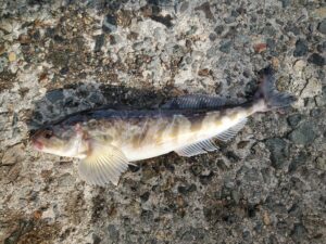 初めてのルアーホッケ釣り:41cmの大物を釣り上げる方法