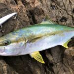 九州・鷹島沖の釣果速報:ヒラマサとヤズが大漁!